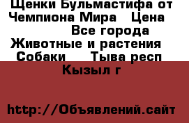 Щенки Бульмастифа от Чемпиона Мира › Цена ­ 1 000 - Все города Животные и растения » Собаки   . Тыва респ.,Кызыл г.